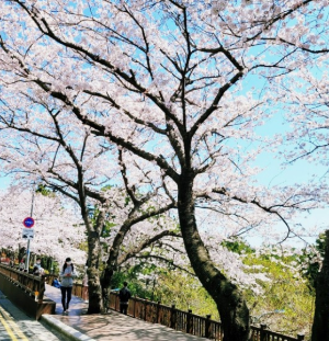 벚꽃명소