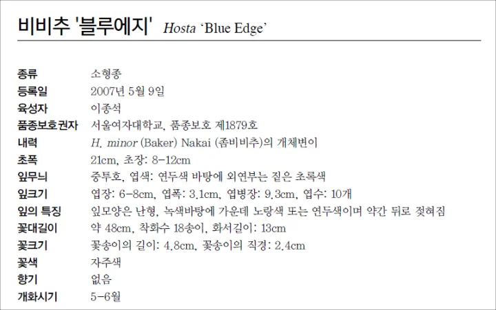 블루에지-블루엣지-호스타-특징-설명
