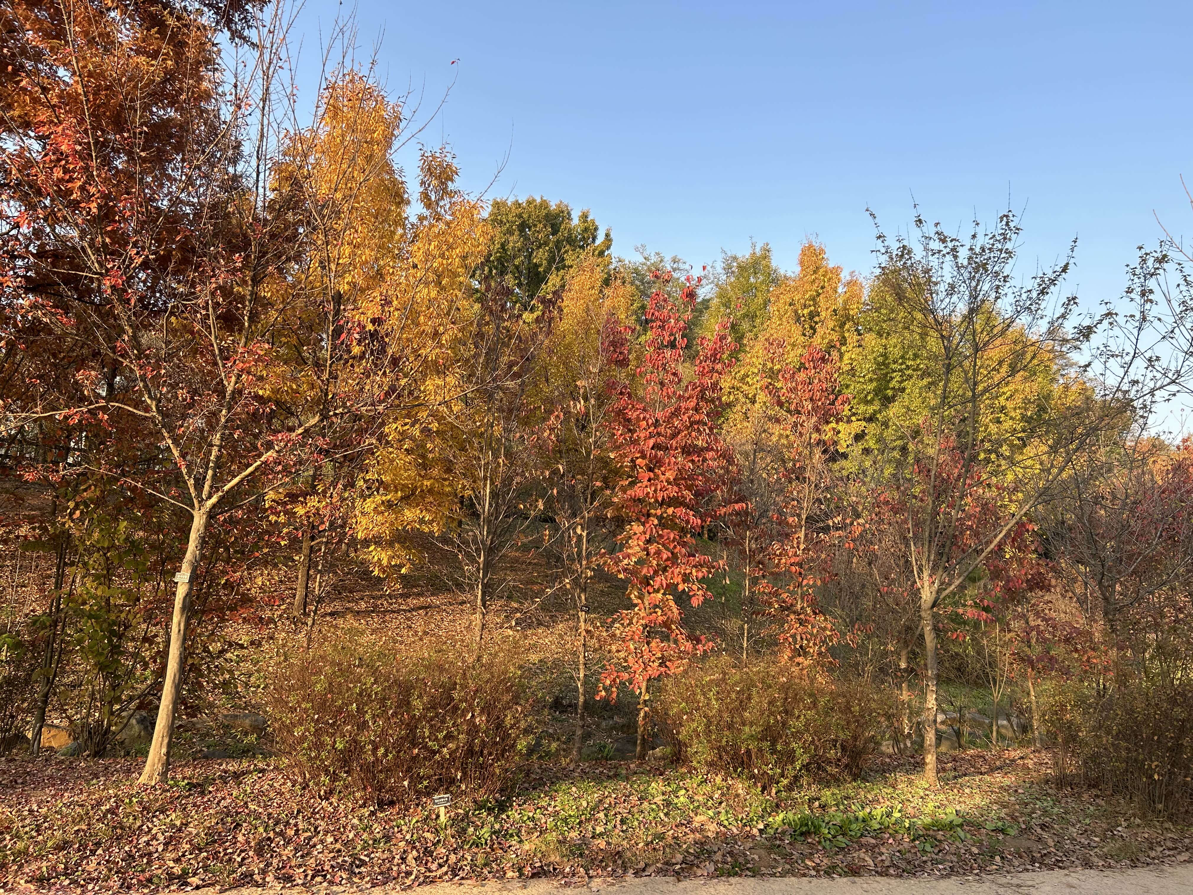 푸른수목원 (단풍절정)