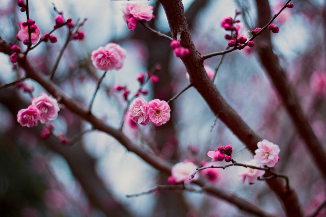 Plum blossom