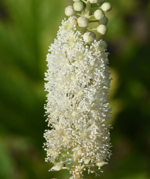 블랙 코호시(Black Cohosh) 효능