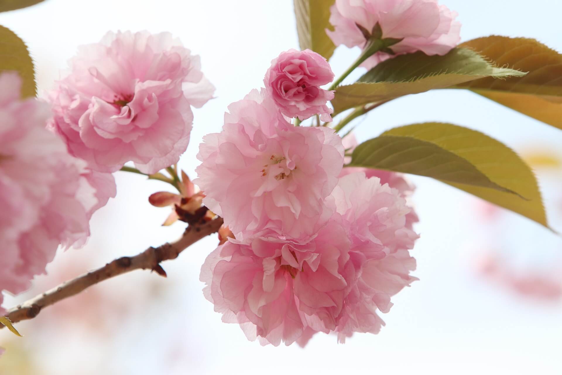 겹벚꽃 명소