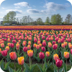 튤립이미지