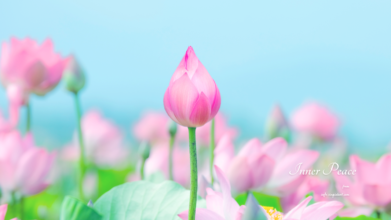 03 연꽃 꽃봉오리 C - Inner Peace 연꽃배경화면