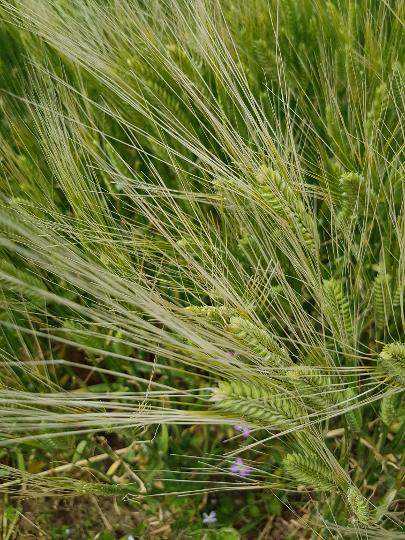 가파도 청보리축제 지도