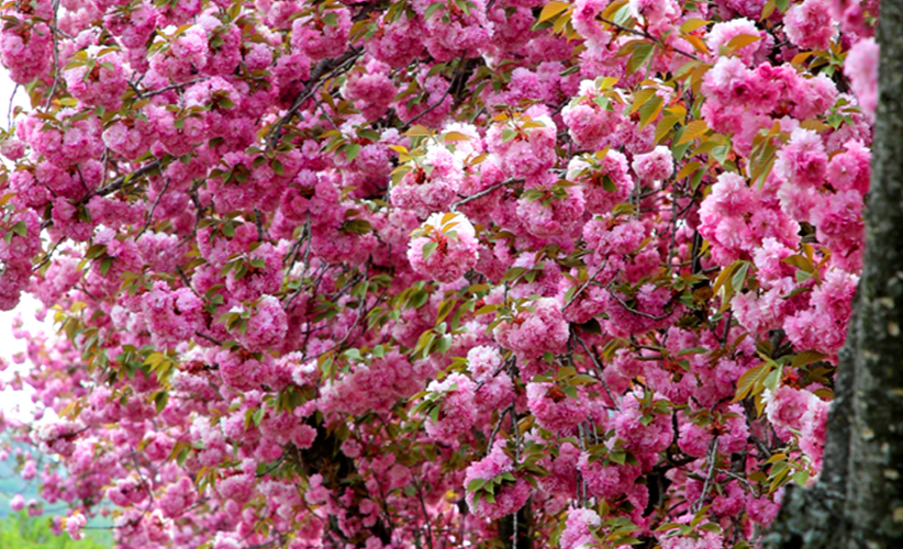 산청 겹벚꽃길1