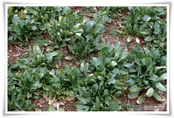 &quot;10월에 심기 좋은 작물 추천&quot; 10월, 새로운 계절을 준비하는 시간...