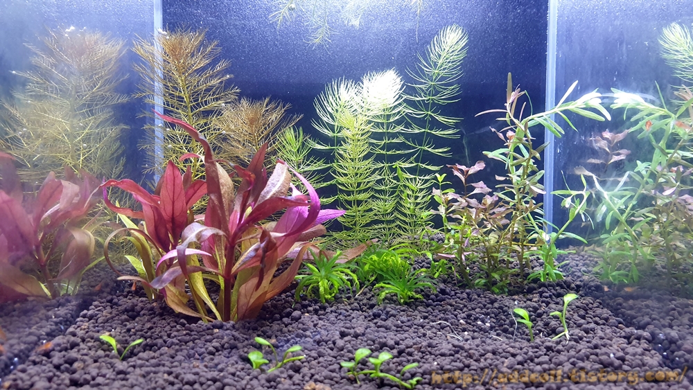 베타를 위해 준비중이던 수초 어항