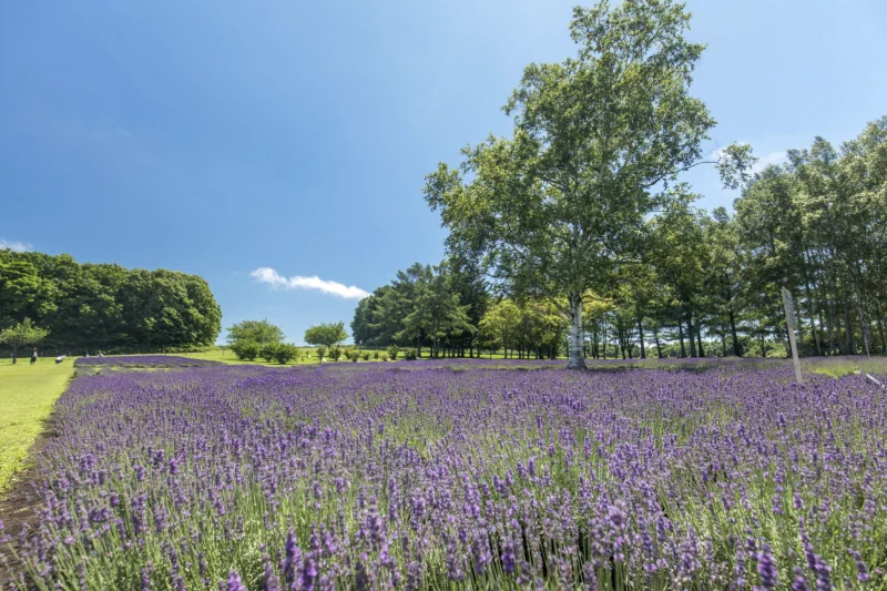 히츠지가오카 전망대 라벤더 밭