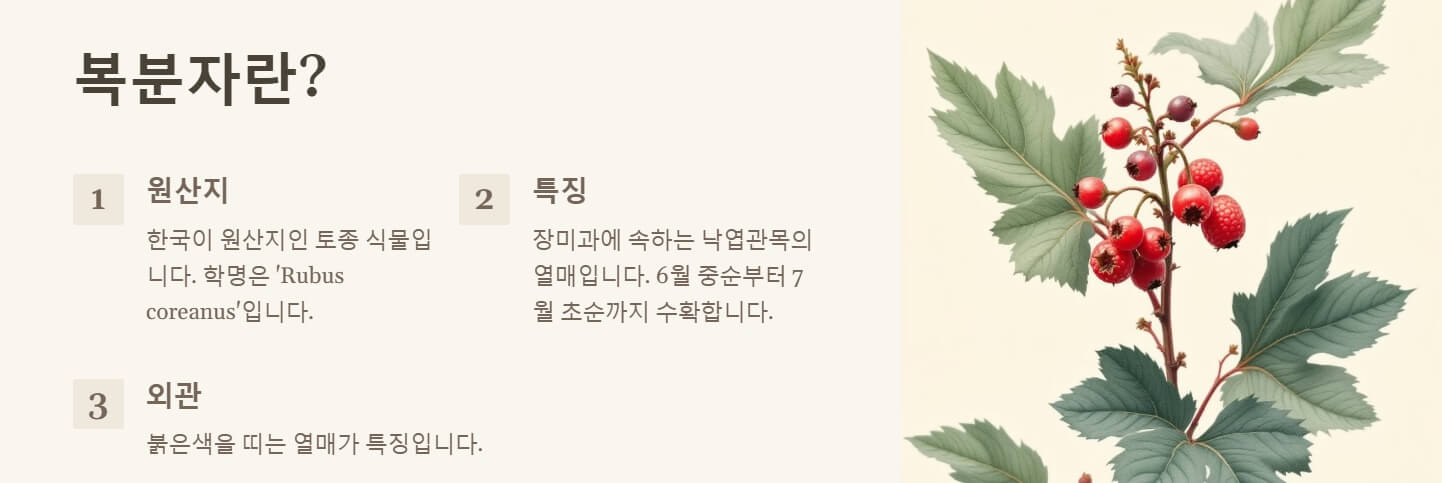 복분자 효능 부작용