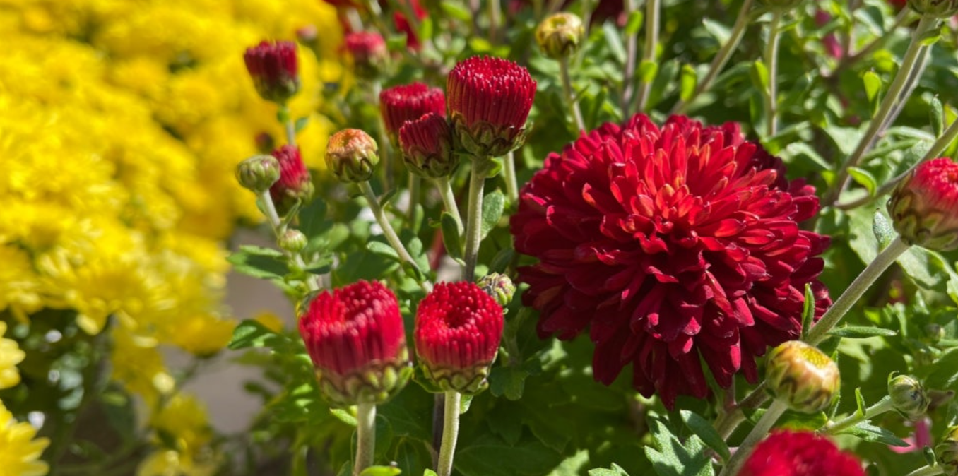 [서울 근교 여행] 경기도 파주 드라마 촬영지 사계절 내내 아름다운 벽초지수목원