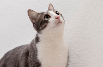 반려동물 예방접종 및 검강검진