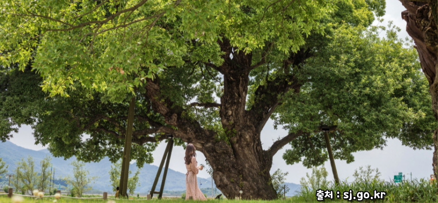 전국노래자랑 성주군 편 알아보기