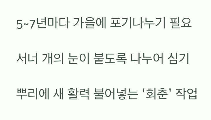 원인 여섯: 빽빽한 경쟁, 포기나누기