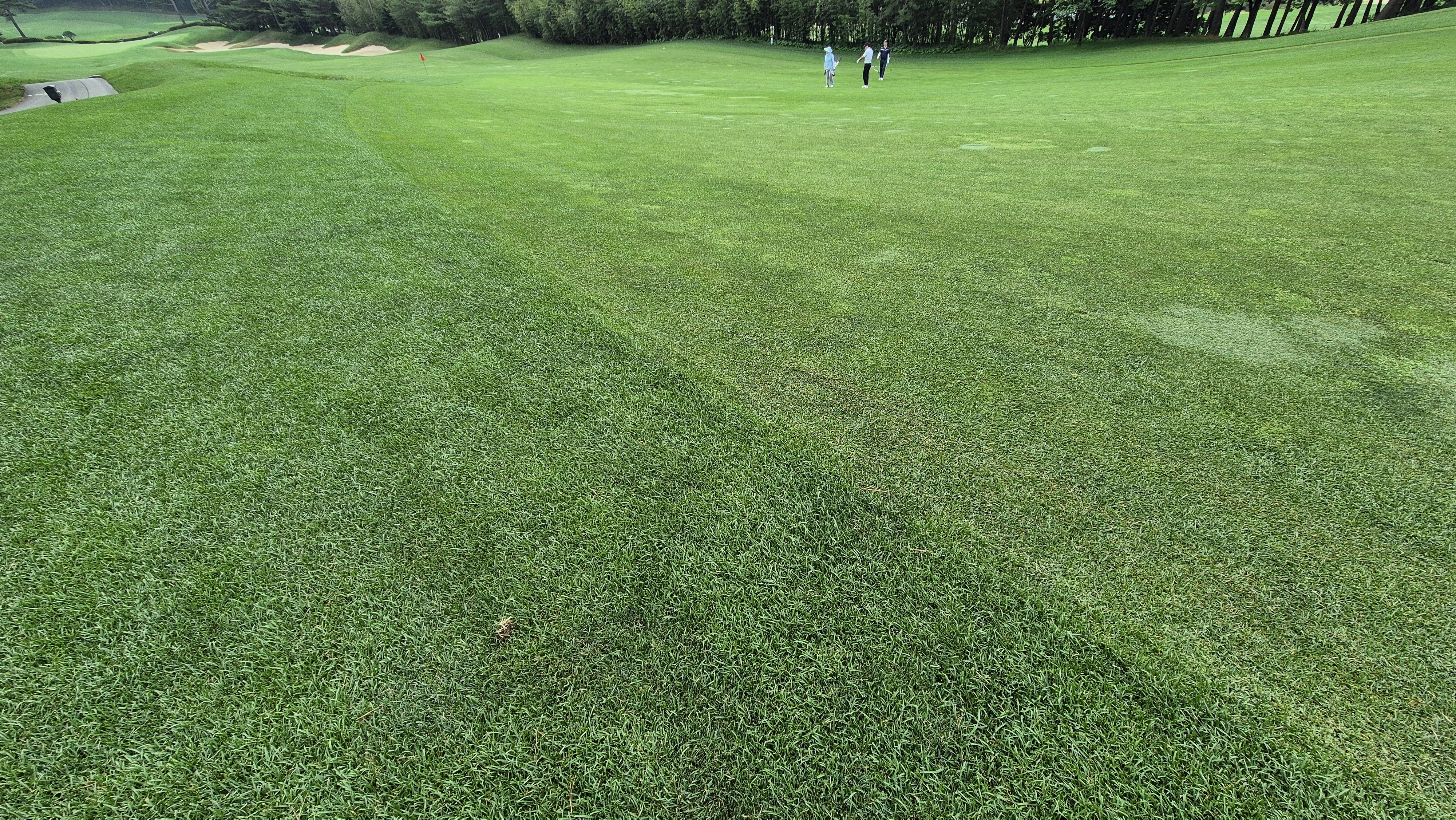 파인리즈cc 라운드 후기