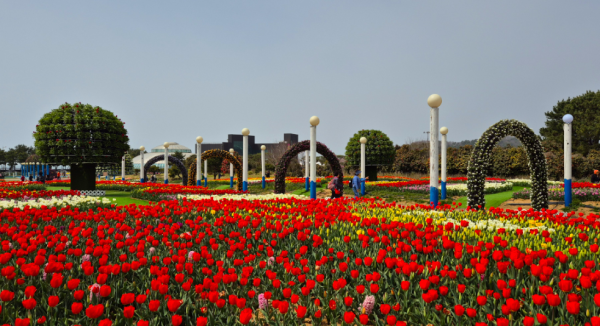 2025 태안 튤립 축제 기간 입장료 박람회 정보