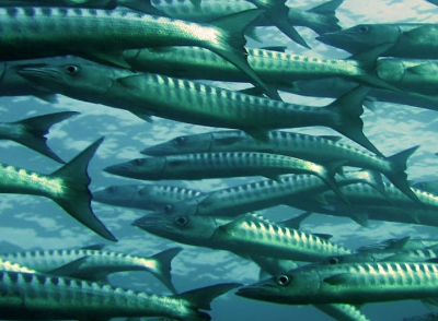 과메기 맛있게 먹는법