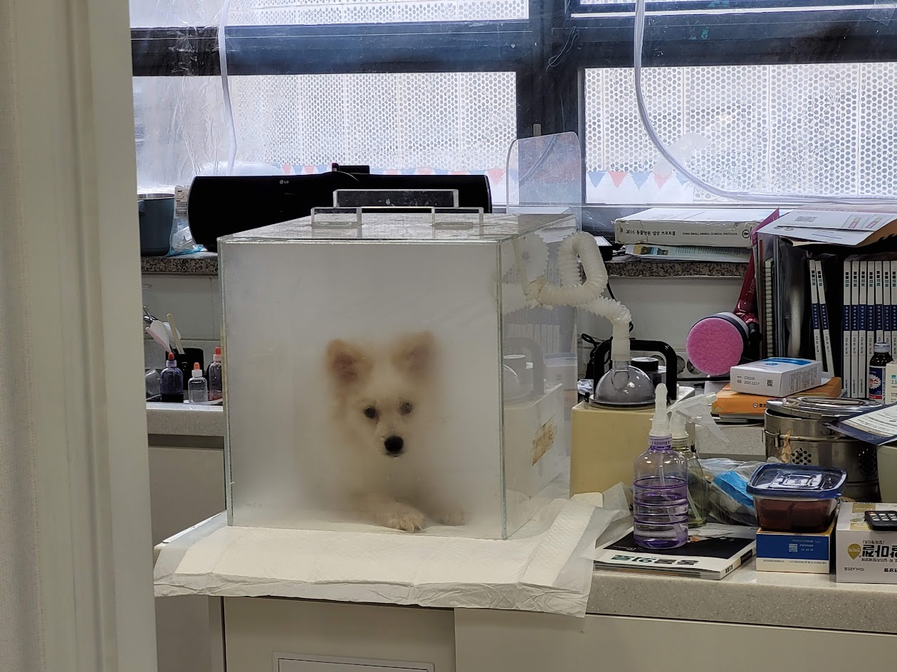 기침 치료를 위해 진료중인 강아지