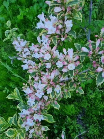 병꽃 무늬병꽃 삼색병꽃 붉은병꽃 아름다운 꽃 종류_25