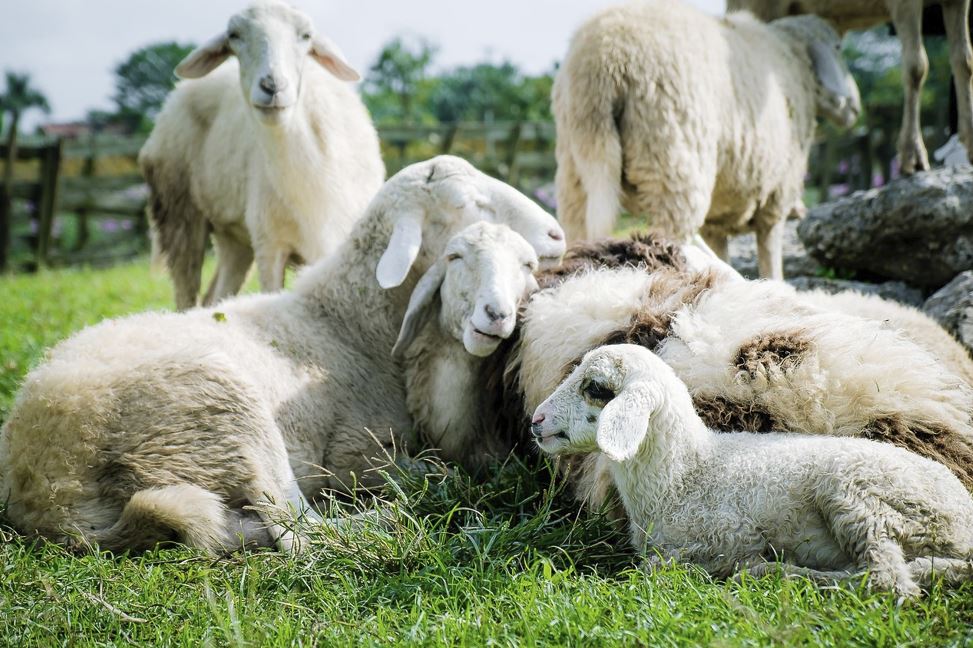 2026년 양띠 운세 총정리|재물운·직장운·건강운 완벽 해석