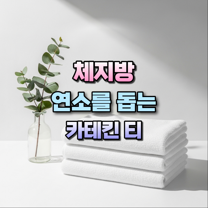 체지방연소를돕는카테킨티