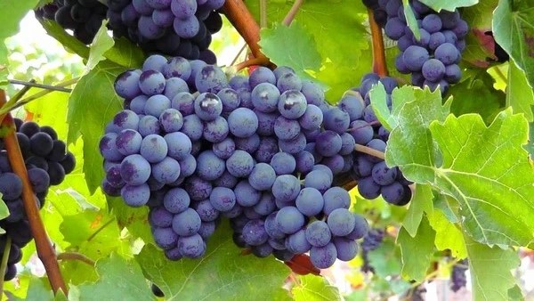 캠벨포도 (Campbell grape)