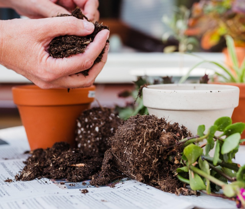 분갈이 시기와 흙 배합법 (봄 여름, 상토 마사토, 뿌리 정리)