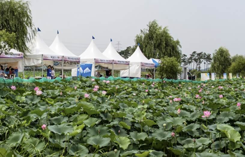 2026 당진 합덕 연꽃축제