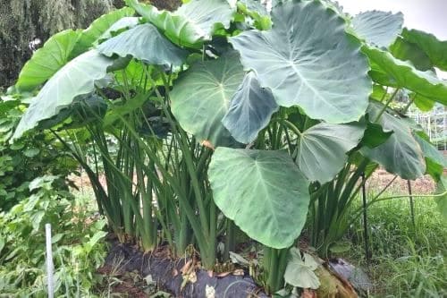 토란재배법-토란종자-종구-씨토란-심는방법-파종방법