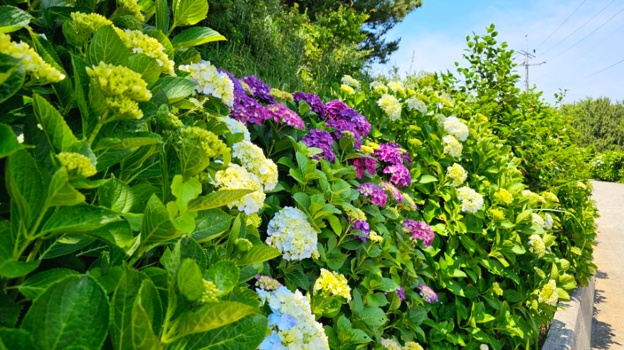 6월, 수국이 물든 바다 마을 - 통영 연화도 수국 여행 총정리