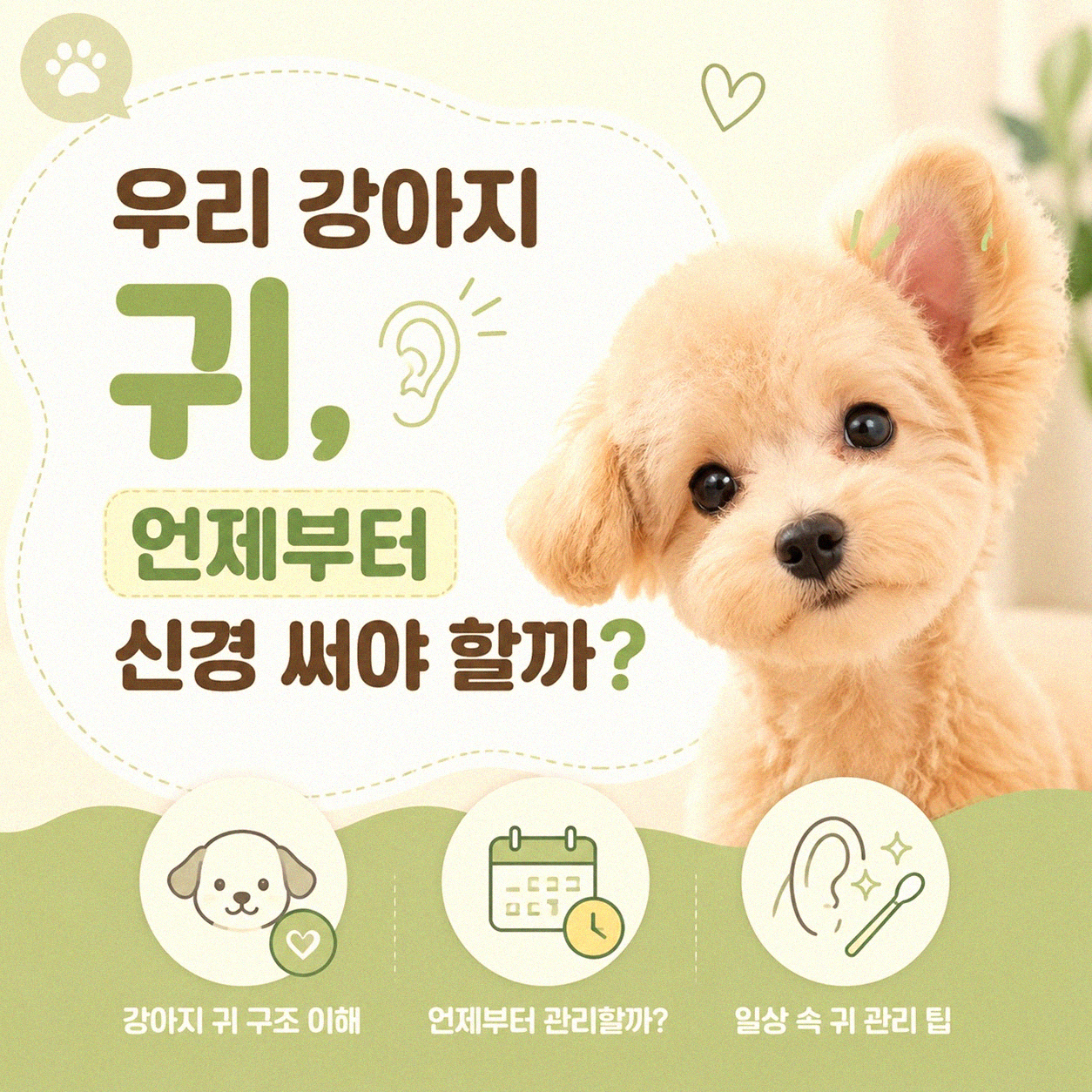 강아지 귀 청소, 이것만은 알아두세요