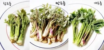 개두릅 참두릅 차이 섭취방법_5