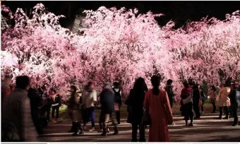 일본 벚꽃 명소 벚꽃 여행 개회시기 도쿄 벚꽃 축제_23