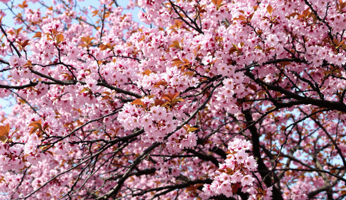 벚꽃 이미지입니다.