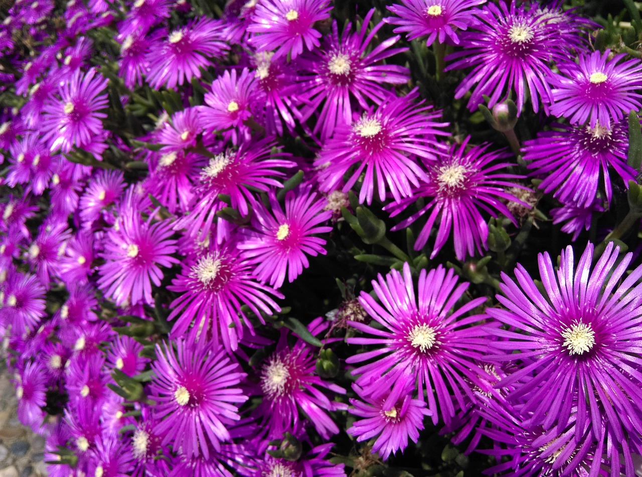 식용 꽃 (Edible Flowers): 고품질 생산 및 색상 발현을 위한 정밀 환경 제어