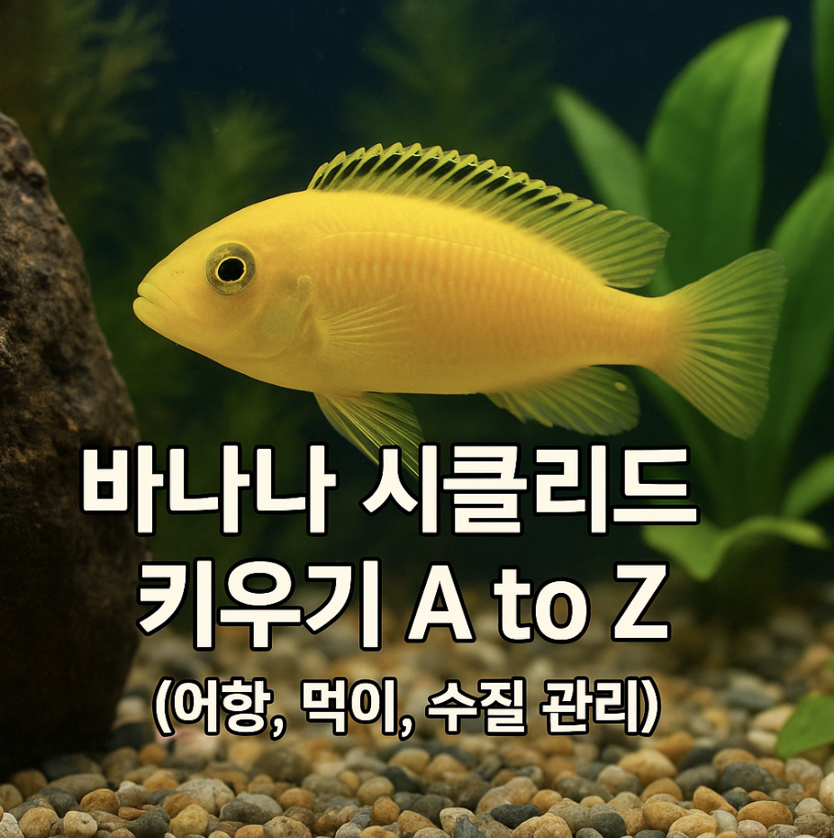 바나나 시클리드 키우기 A to Z (어항, 먹이, 수질 관리)