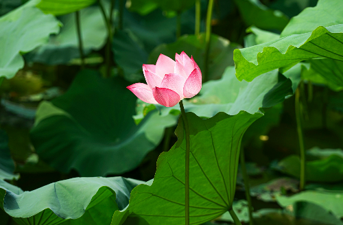 연자육