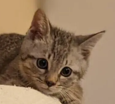 다리와 허리가 강한 고양이는 수명도 길다? 근육이 중요한 이유