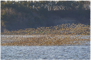 금강하구둑 철새도래지