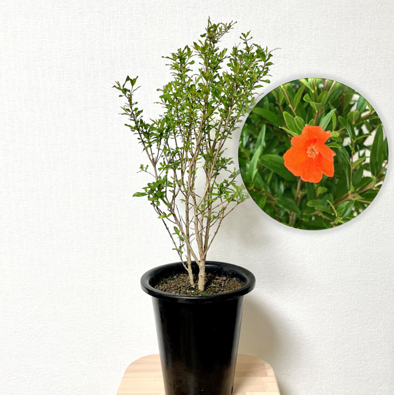 꽃석류 석류나무 키우기 재배방법