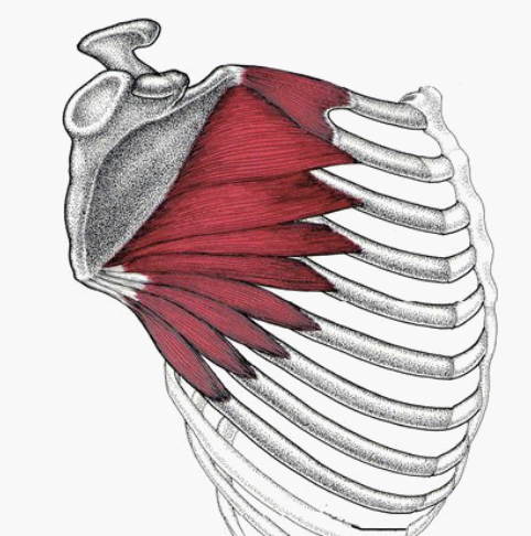전거근 해부학 모습