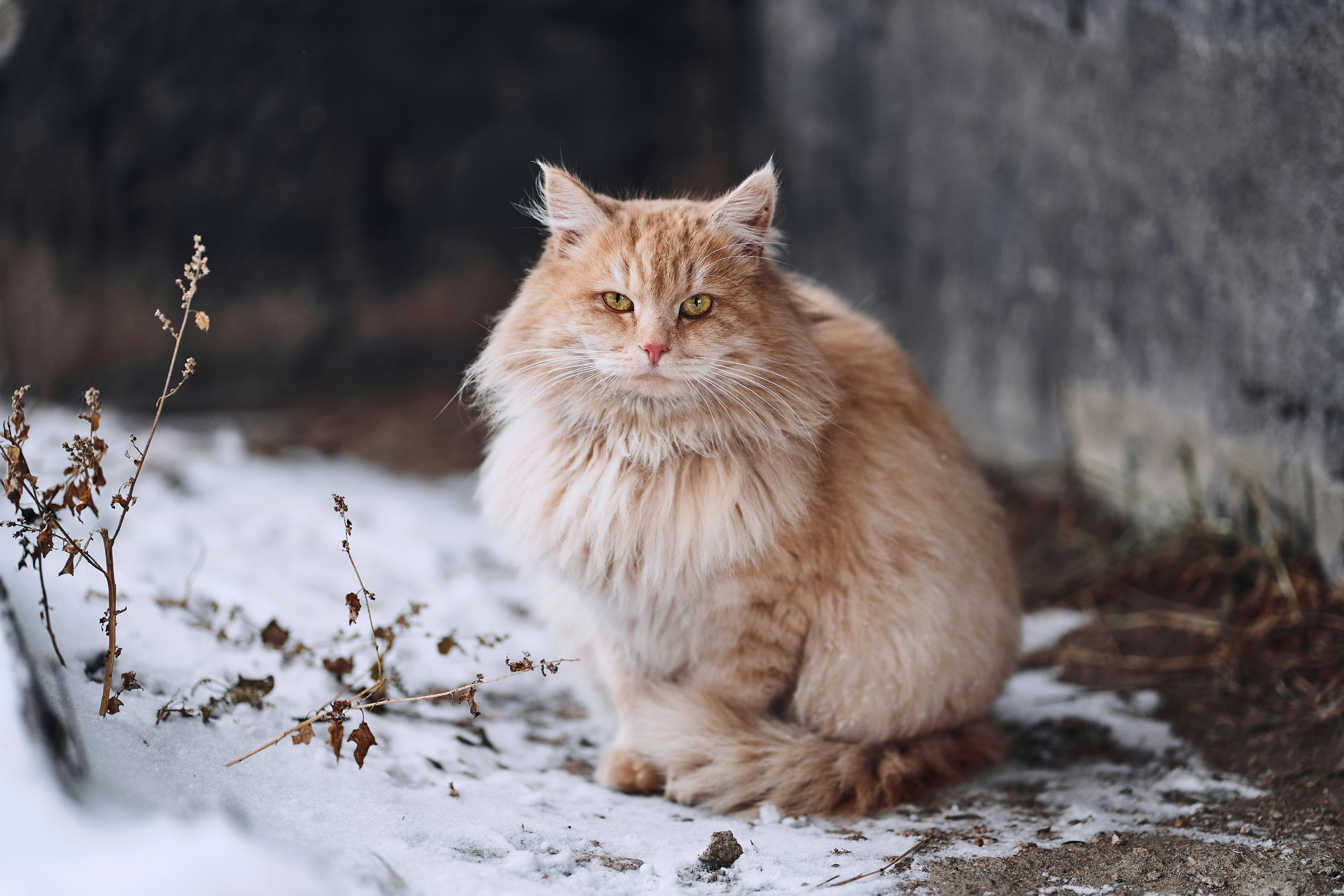 세계의 고양이 품종 비교 관련 사진