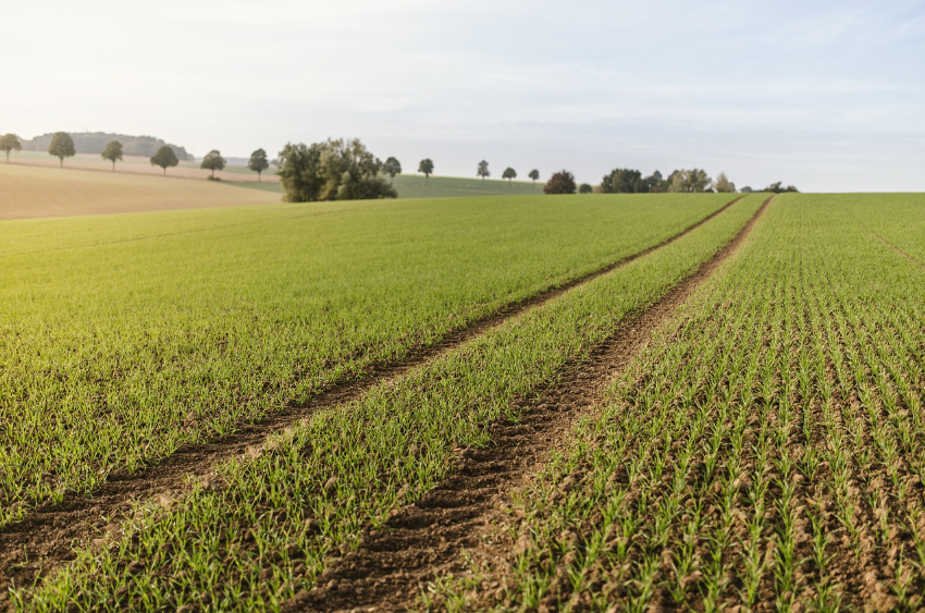 농촌 귀촌과 텃밭 농업: 노년층의 자연 기반 직업