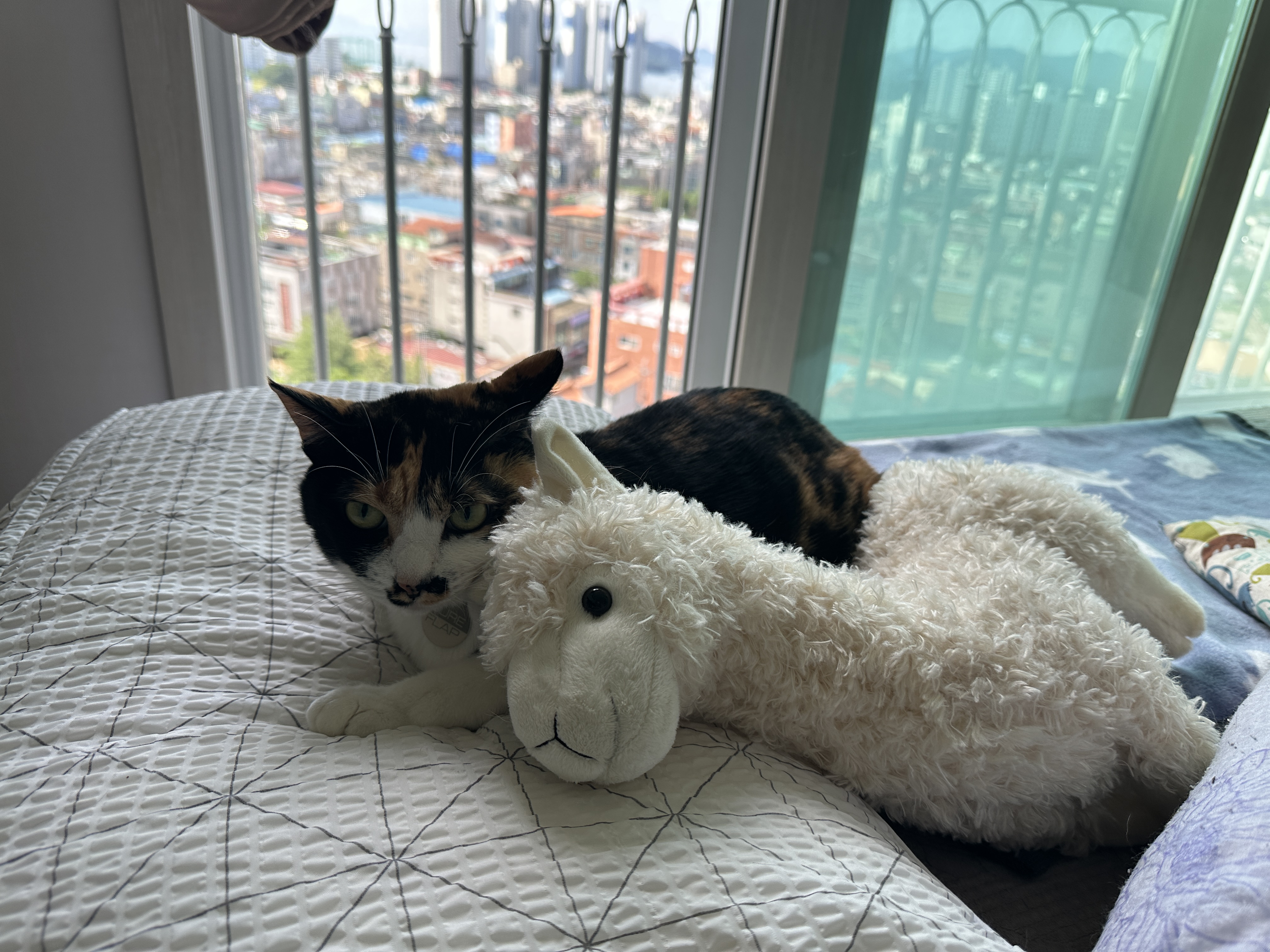 고양이들이 이제 라마를 편한 친구로 생각하는것 같다. (feat. 다다, 건이)