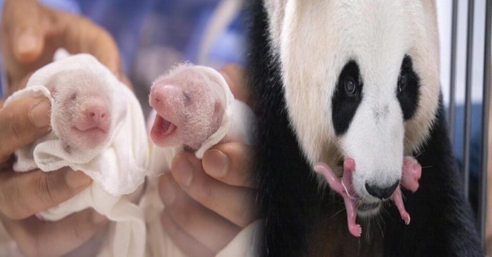 푸바오 동생 이름을 지어 주세요!(에버랜드 쌍둥이 아기 판다 이름 공모) 에버랜드 이름 공모 에버랜드 SNS 네이버 주토피아 카페 댓글 응모 가능 응모 방법
