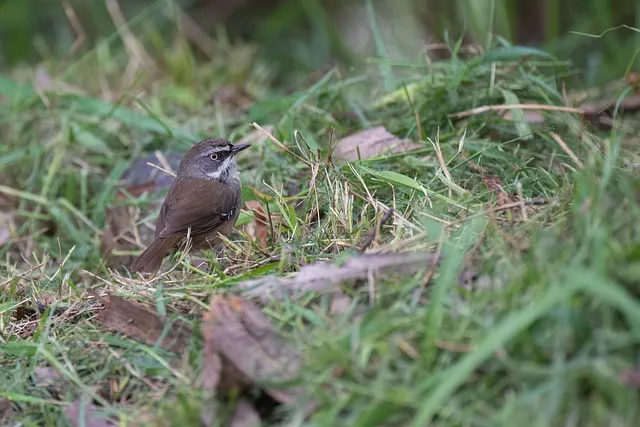 수세미 재배 덩굴 유인 통풍 관리 수확 건조_9