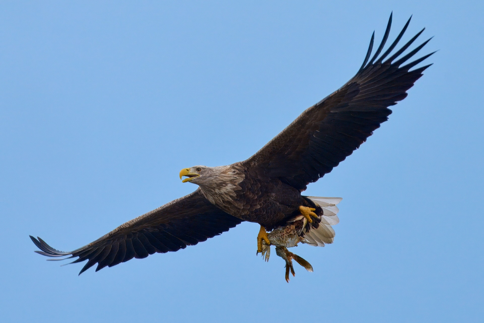 흰꼬리수리, 한반도의 대형 맹금류가 사라지고 있다|멸종위기 야생동물 1급