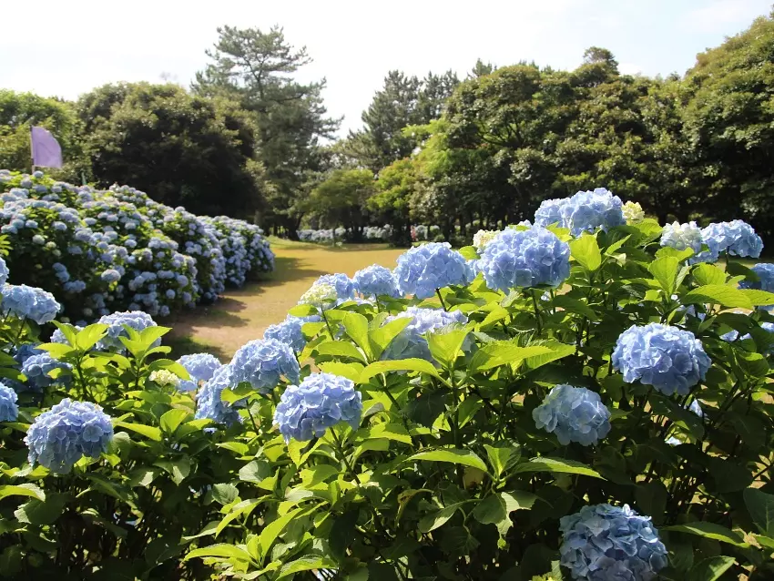제주도 혼인지 수국
