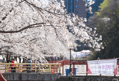 가평 에덴벚꽃길 벚꽃 축제