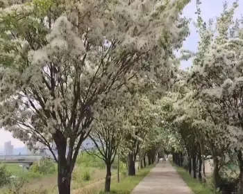 이팝나무 조팝나무 차이_2